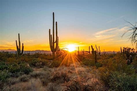 what ecosystems are similar to saguaro national park